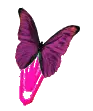 Pink butterfly clip