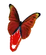 Red butterfly clip