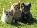 Cute kittens