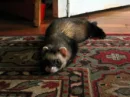 Ferret