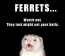 Ferrets are deadly!