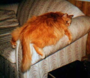 Fat cat