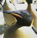 too cute