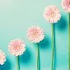 Growing flowers