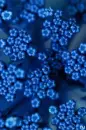 Blue Flowers 