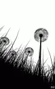 ~Black-White Flower