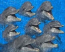 Dolphins