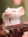 mous brushing teeth