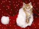 Christmas Kitten