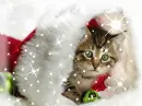 christmas kitten 2