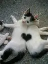 Kitten Love