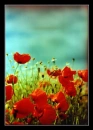 Magical Flowers 