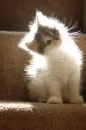 Meow