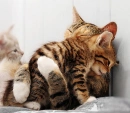 Kitties