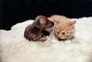 Mini Photoshopped Animals