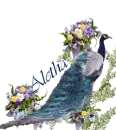 Aletha's blue peacock