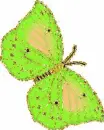 Fly