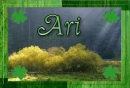 Ari