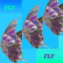 Fly Fly