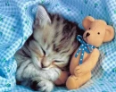 Baby Kitten