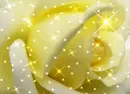 Yellow Rose