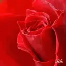 with love