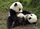 Panda Fun