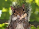 Nutty