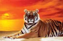 Sunset Tiger