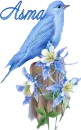 blue bird, Asma