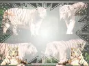 Tiger background
