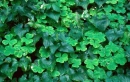 CLOVER