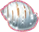 sea shell