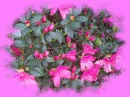 AZEALAS IN THE PINK