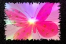 BUTTERFLY IN PINK
