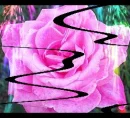 ROSE WITH SWIRLS