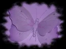 PURPLE BUTTERFLY