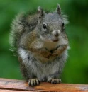 critter