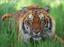 Beautiful Tiger
