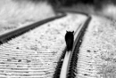 Black Kitty