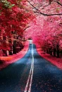 La vÃ­a rosa