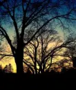 Dusk Forest