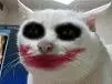 Cat Joker