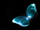 Butterfly2