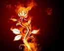 Flame Rose
