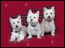 highland three