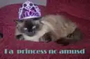 princess puss