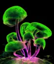 Multicolor changing shrooms