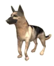 German Shepard