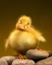 baby ducky